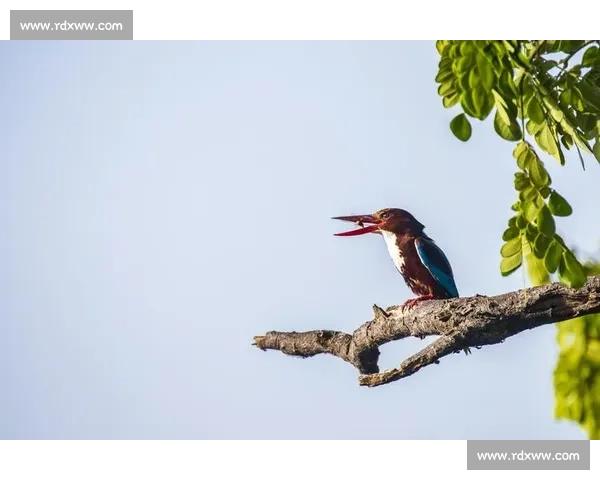 小扑震撼全网！这部生态纪录片让无数人泪目