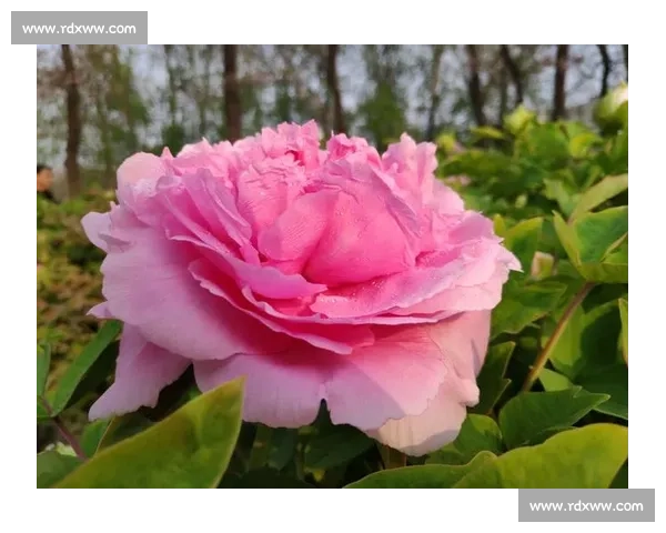 国色天香映华夏风采 美丽中国从这里启航